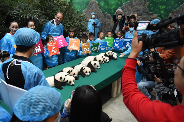 Trece bebés pandas y su presentación ante el mundo