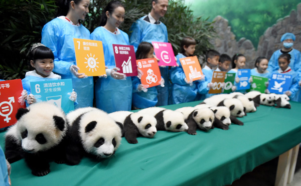 Trece bebés pandas y su presentación ante el mundo