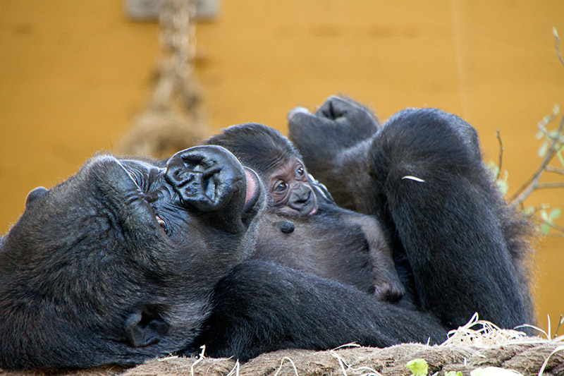 gorilas-cabarceno-cantabria