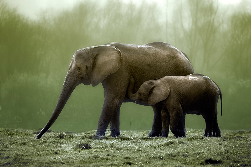 Parque-de-la-Naturaleza-de-Cabarceno-elefantes
