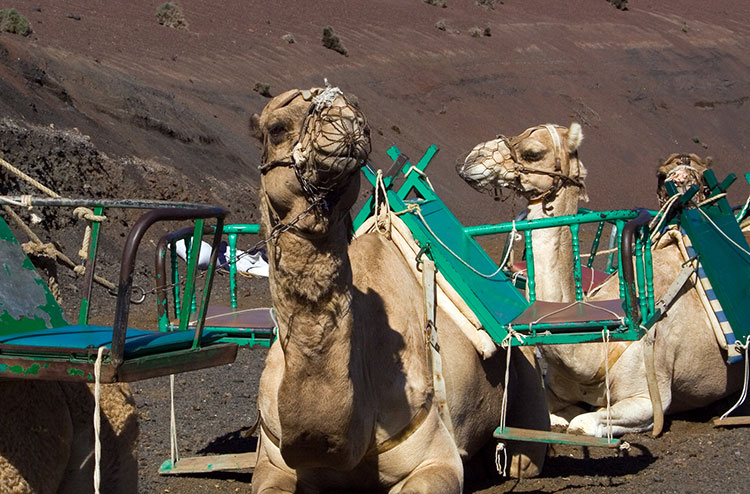timanfaya-camellos-lanzarote