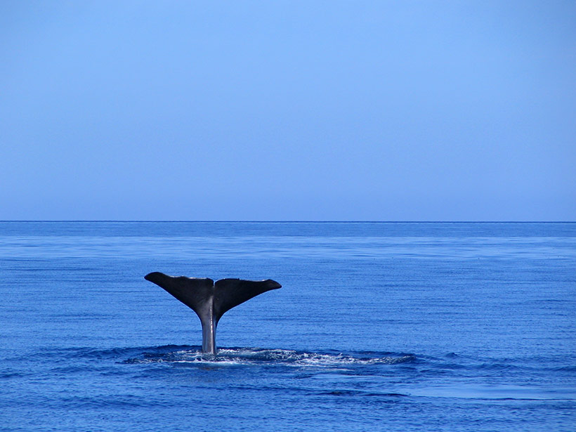 Azores---Balena