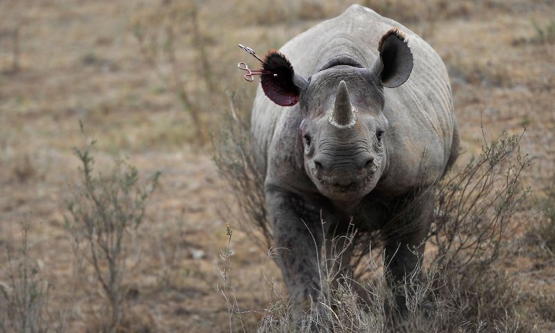 Rinoceronte bebé huérfana regresa a la naturaleza