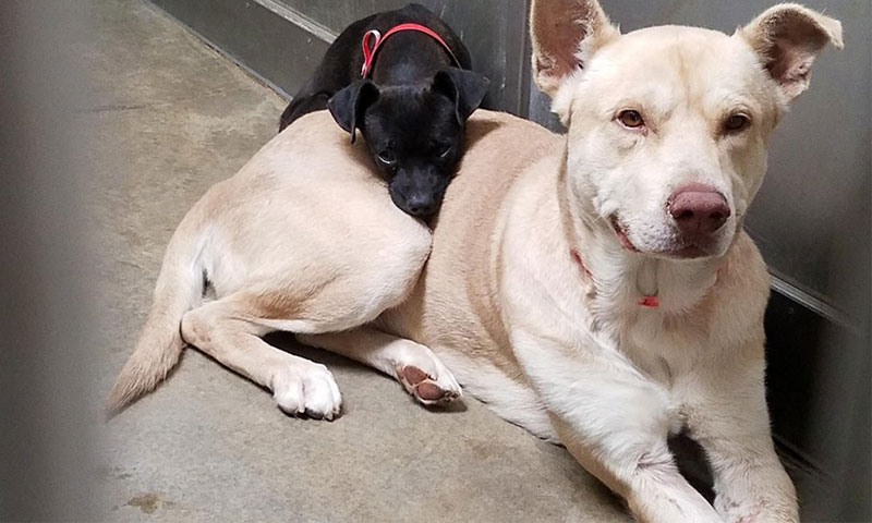 ¡inseparables Así Son Estos Dos Perritos Que Se Hicieron Amigos En Un