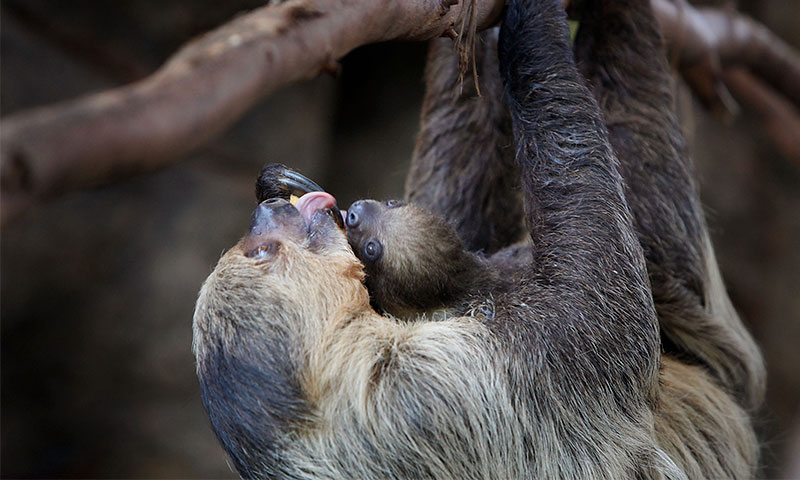 La Emotiva Reunion De Una Mama Perezoso Con Su Bebe