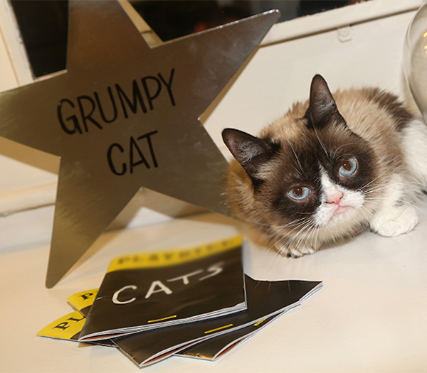 Grumpy Cat ha muerto después de ganar una fortuna en redes sociales