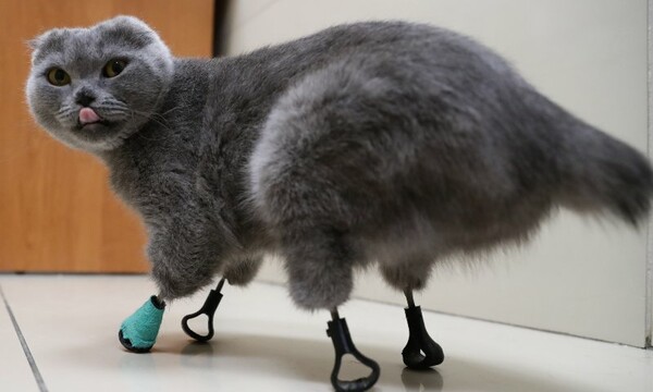 Dymka, la segunda gatita en el mundo en tener patitas de titanio
