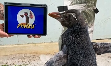 Pierre, pingüino en el Perth Zoo