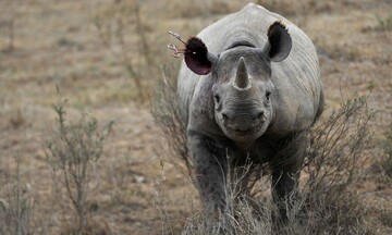 bebe-rinoceronte