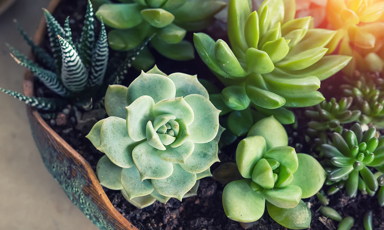 Cómo Cultivar Cactus Y Plantas Suculentas En Casa Foto 1