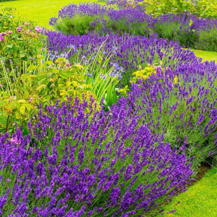 Lavanda La Planta Aromática Perfecta Para Cultivar En El Jardín Foto 7 6420