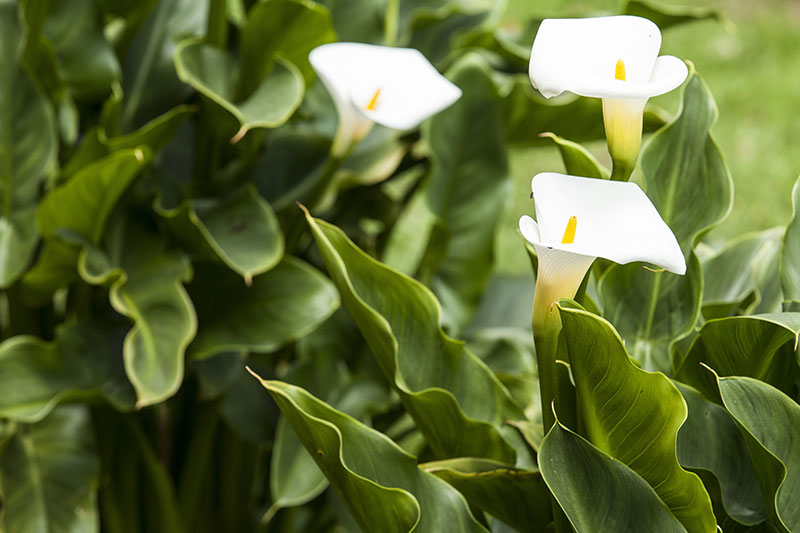 Cómo Cultivar La Cala En El Jardín O En Maceta - Foto 2