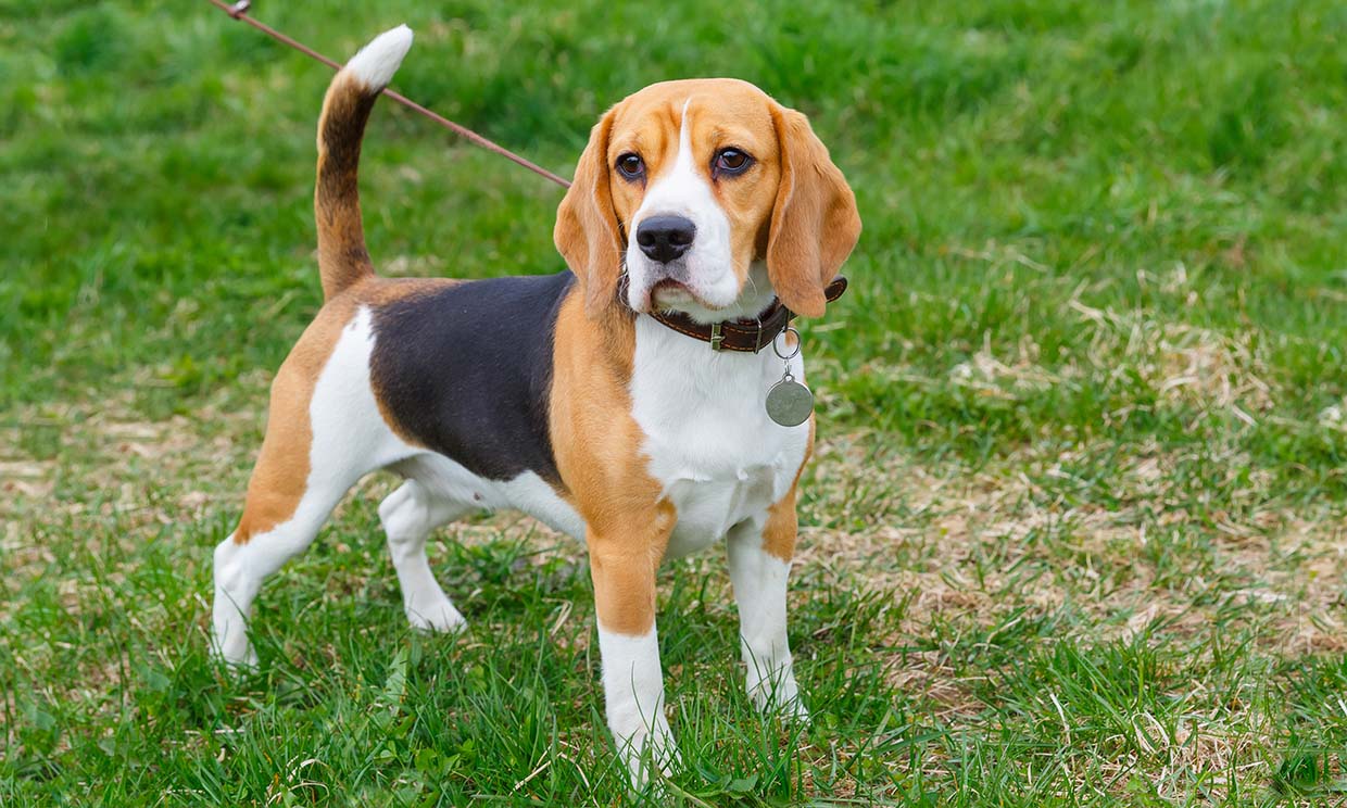 perros-beagle-que-son-capaces-de-detectar-con-precisi-n-el-c-ncer