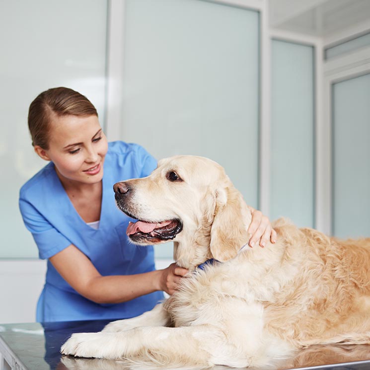 Arriba 33+ Imagen de fondo a que edad se le puede poner el microchip a un perro Actualizar