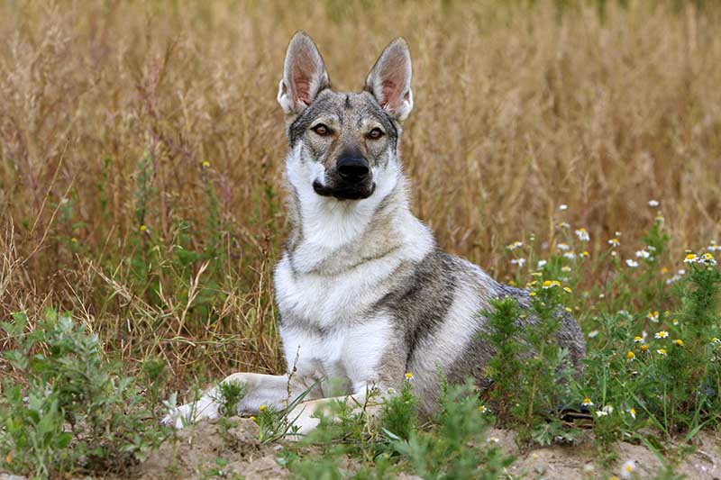 Perro lobo checoslovaco