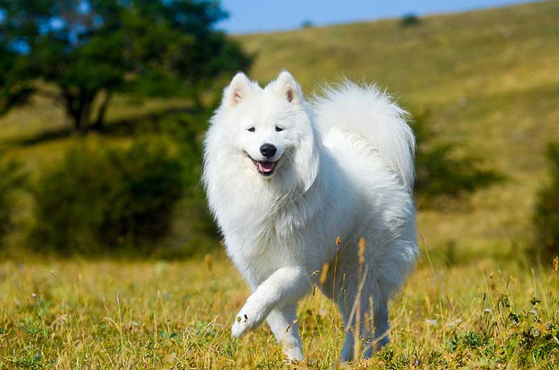 Samoyedo