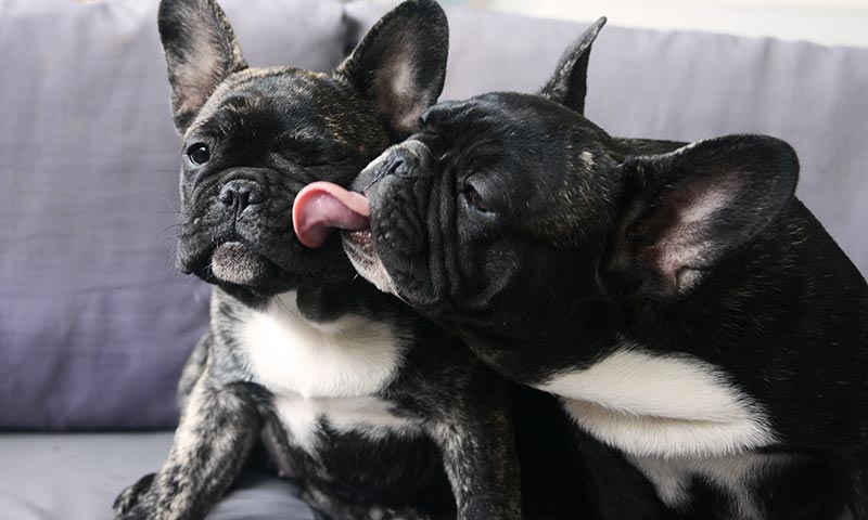 Las Mejores Razas De Perro Si Quieres Convencer A Tu Pareja De Tener Mascota Foto