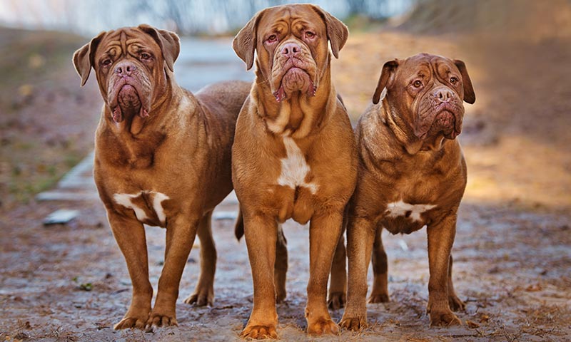 Las Mejores Razas De Perro Si Quieres Convencer A Tu Pareja De Tener Mascota Foto