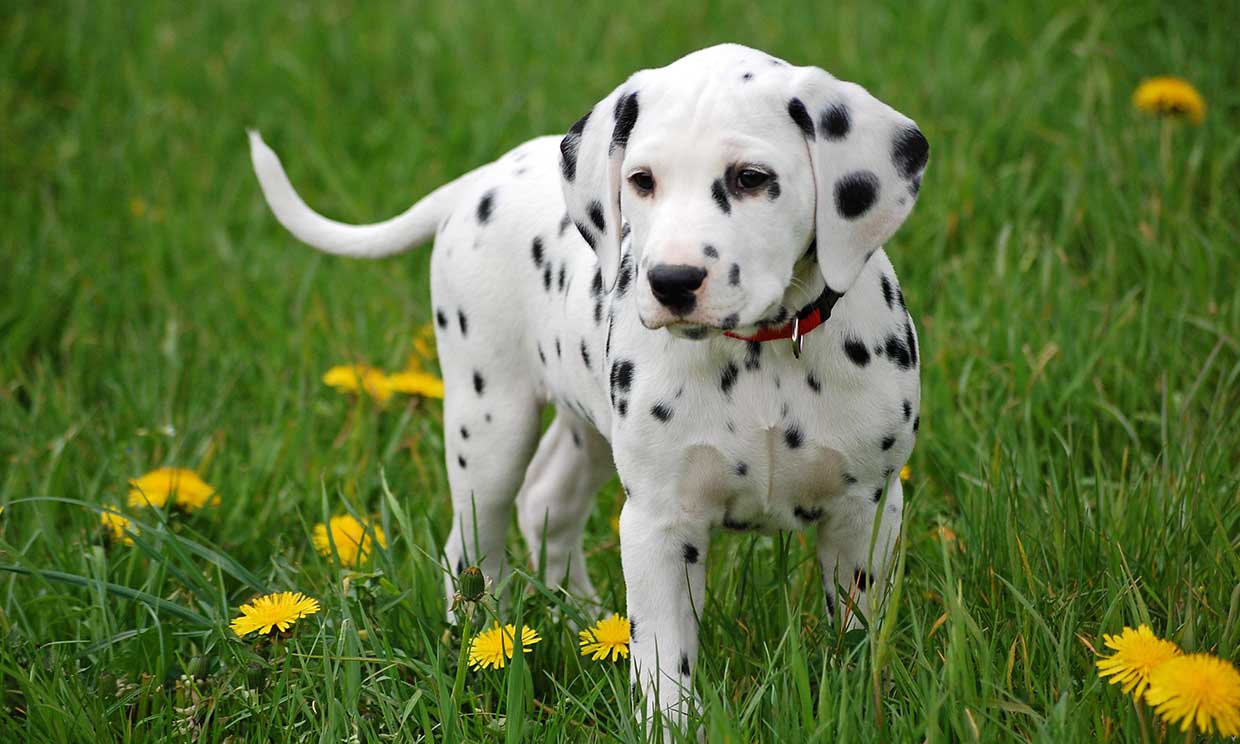 Dálmata Una De Las Razas De Perro Más Alegres Y Familiares Y Con Una