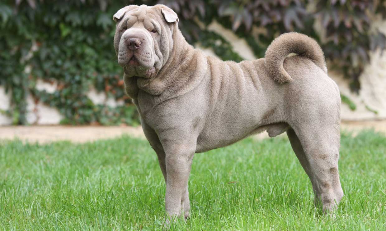 El shar pei, una raza de perro de carÃ¡cter tranquilo y equilibrado