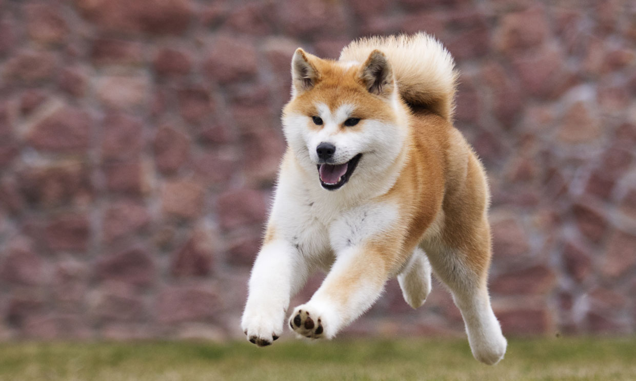 Hachiko la conmovedora historia de un ejemplar de la raza de perro akita