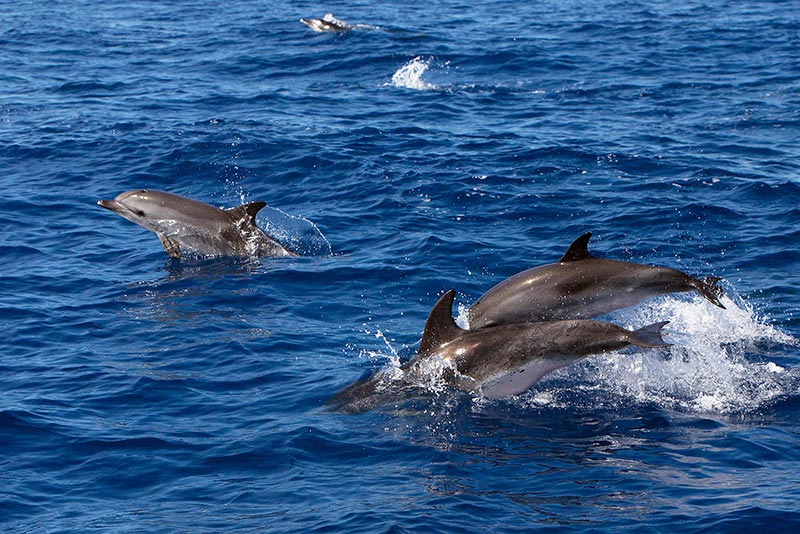 Azores-delfines